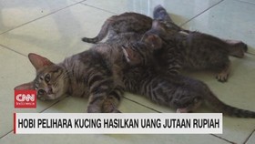 VIDEO: Hobi Pelihara Kucing Hasilkan Uang Jutaan Rupiah
