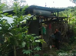 Puluhan Kambing di Batu Hilang Misterius, Warga Rugi Puluhan Juta Rupiah