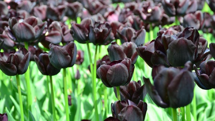 Black tulips also called 