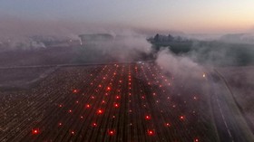 FOTO: Kala Kebun Anggur Dihangatkan Nyala Api Lilin
