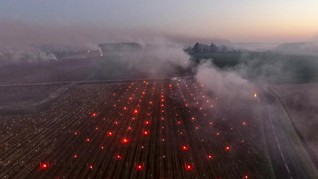 FOTO: Kala Kebun Anggur Dihangatkan Nyala Api Lilin