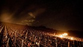 FOTO: Kala Kebun Anggur Dihangatkan Nyala Api Lilin Ratusan hingga ribuan lilin menyala di sekitar perkebunan anggur Prancis. Lilin dinyalakan untuk melindungi perkebunan dari ancaman dinginnya salju pekan ini.