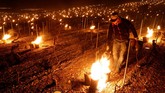 FOTO: Kala Kebun Anggur Dihangatkan Nyala Api Lilin Ratusan hingga ribuan lilin menyala di sekitar perkebunan anggur Prancis. Lilin dinyalakan untuk melindungi perkebunan dari ancaman dinginnya salju pekan ini.
