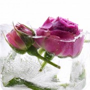 Rekomendasi Rose Toner dari Brand Korea, Cerahkan Wajah dan Hilangkan Keriput!