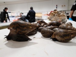 Cium Bau Aneh, Bea Cukai AS Sita 90 Ekor Siput Raksasa Afrika di Tas Penumpang