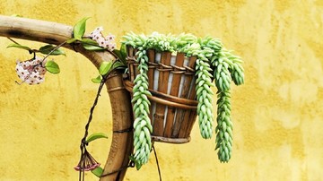 PILIHAN TANAMAN HIAS GANTUNG YANG CANTIK