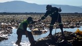 FOTO: Berjibaku Dengan Sampah Plastik di Danau Uru Uru Sejumlah relawan bekerja sama membersihkan Danau Uru Uru di Oruro, Bolivia dari sampah plastik.