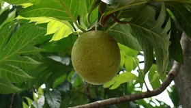 Manfaat Konsumsi Daun Sukun
