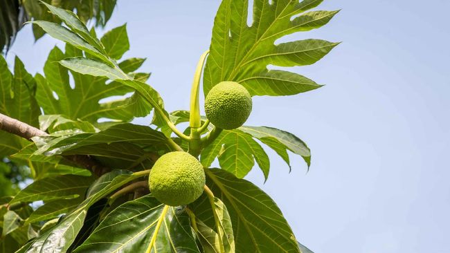 Sukun tergolong superfood, tapi orang dengan penyakit tertentu justru tak boleh makan buah ini. Kenali siapa saja mereka.