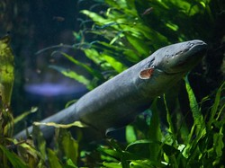 10 Daerah Terlarang Tangkap Ikan Sidat, Ada Ciamis dan Pangandaran!