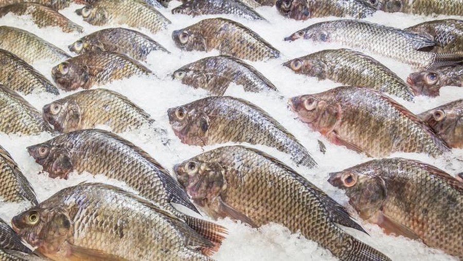 Fakta ikan Nila 5 Fakta Ikan Nila, Ikan Air Tawar yang Kaya Nutrisi dan Khasiat