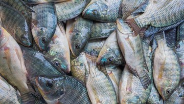 IKAN KERACUNAN, DIMILIKI 150 PETANI