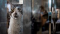 FOTO: Hewan-hewan Peliharaan yang Kian Diminati Kala Pandemi - Foto 7