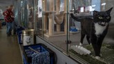 FOTO: Hewan-hewan Peliharaan yang Kian Diminati Kala Pandemi Pandemi Covid-19 telah membuat ledakan adopsi hewan peliharaan di Jerman untuk membantu orang meredakan kesepian dan kebosanan.