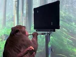 15 Monyet Jadi Tumbal Ambisi Elon Musk Bikin Chip Otak Manusia