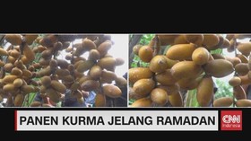 VIDEO: Panen Kurma Jelang Ramadan