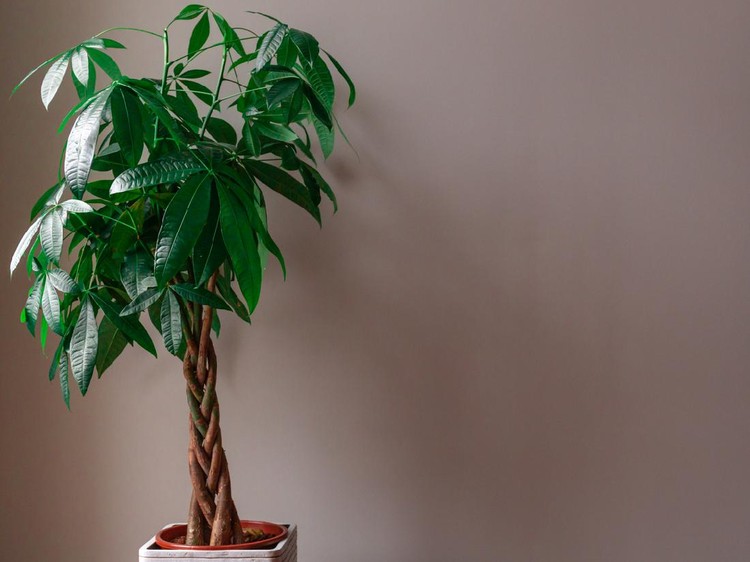 Pohon uang Wide Shot of a Money Tree against a Grey Background
