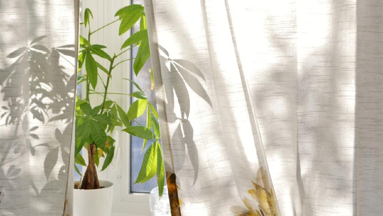 Money Tree Plant on Bright House Window Sill
