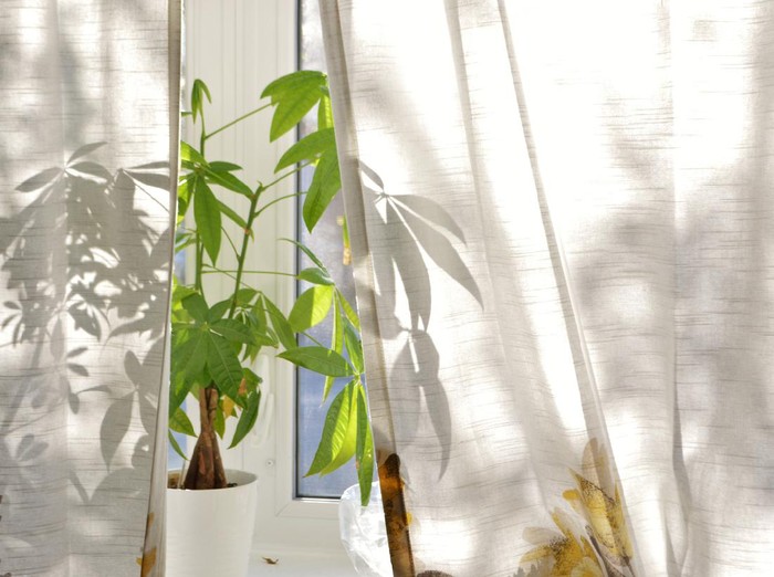 Money Tree Plant on Bright House Window Sill