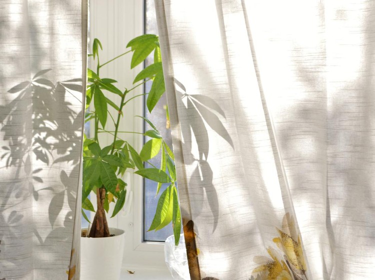 Money Tree Plant on Bright House Window Sill