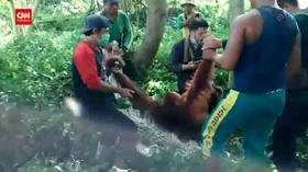 VIDEO: Petugas Evakuasi Orang Utan Yang Berkeliaran Di TPSA