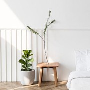 Bikin Tidur Makin Nyenyak, 5 Tanaman Ini Cocok Diletakkan di Kamar Tidur