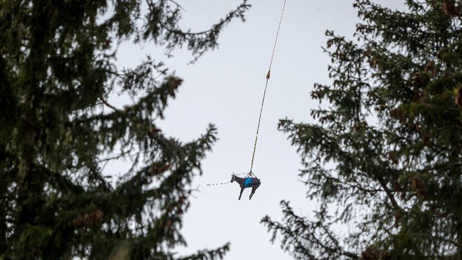 FOTO: Melihat Kuda Cidera Dievakuasi dengan Helikopter