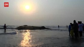 VIDEO: Bangkai Paus Terdampar di Bangladesh dan AS