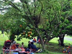 PPKM Dimulai, Kebun Raya Bogor Tutup Sampai 20 Juli