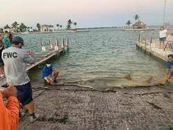Ikan Gergaji Terpanjang di Dunia Ditemukan