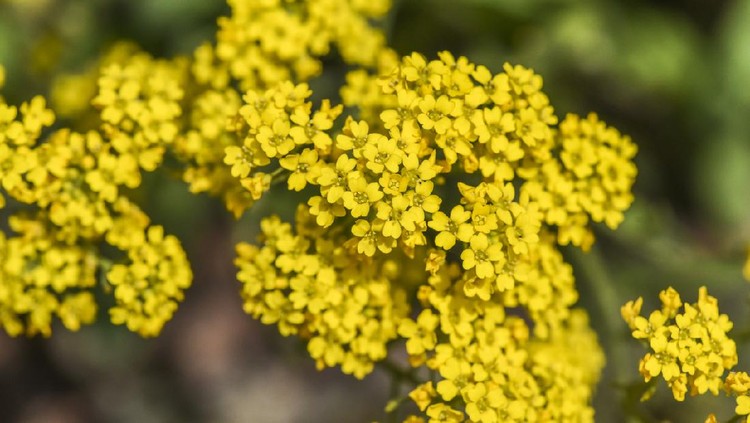Yellow flower blooming in a garden, spring time.