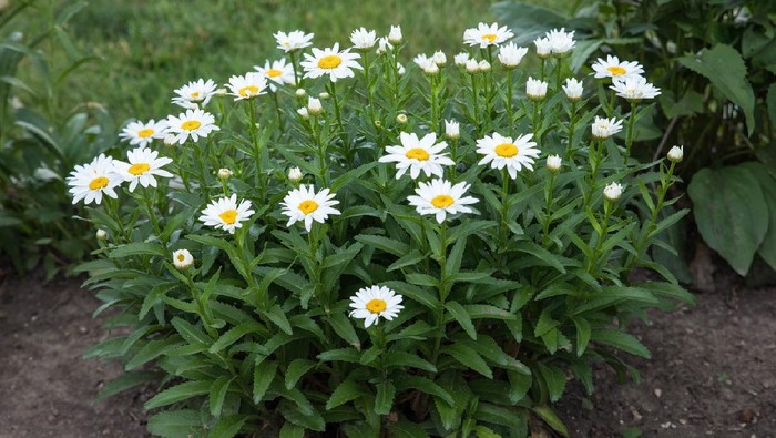 wide angle view of a medium sized cluster of white daisy blossoms