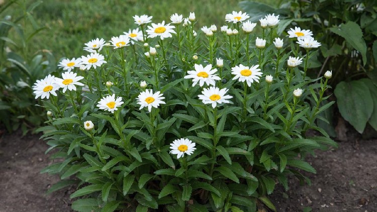 wide angle view of a medium sized cluster of white daisy blossoms