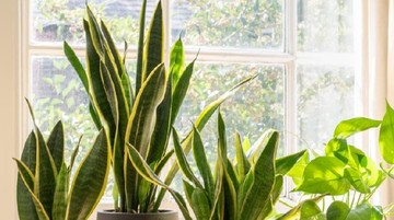 10 Tanaman Hias Indoor yang Bagus Artinya Menurut Feng Shui