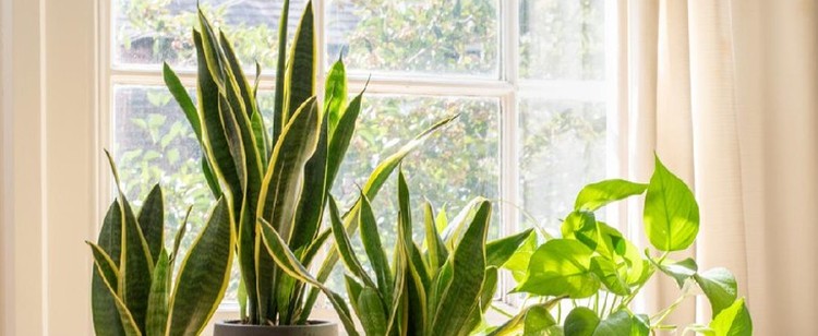 Menurut feng shui, ada beberapa jenis tanaman hias yang bisa mendatangkan hoki jika ditempatkan di dalam rumah. Apa saja itu? Simak di artikel ini, Bun!