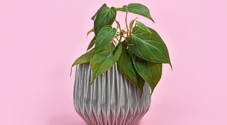 7 Jenis Pot Cantik untuk Tanaman Hias Pemilihan pot yang tepat akan menambah fungsi dekoratif pada tanaman hias Bunda, lho. Simak rekomendasinya di sini Bun".