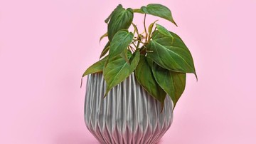 7 Jenis Pot Cantik untuk Tanaman Hias