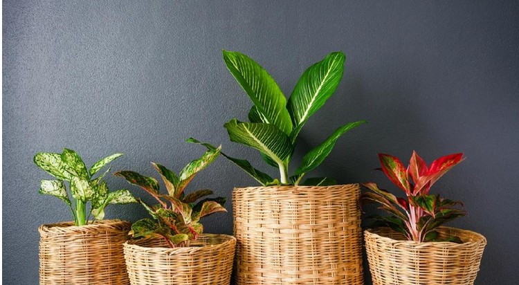 7 Jenis Pot Cantik yang Bikin Koleksi Tanaman Hias Bunda Makin Indah Pemilihan pot yang tepat akan menambah fungsi dekoratif pada tanaman hias Bunda, lho. Simak rekomendasinya di sini Bun".