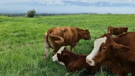243 Sapi Terpapar LSD di Riau, Tiga Ekor Mati