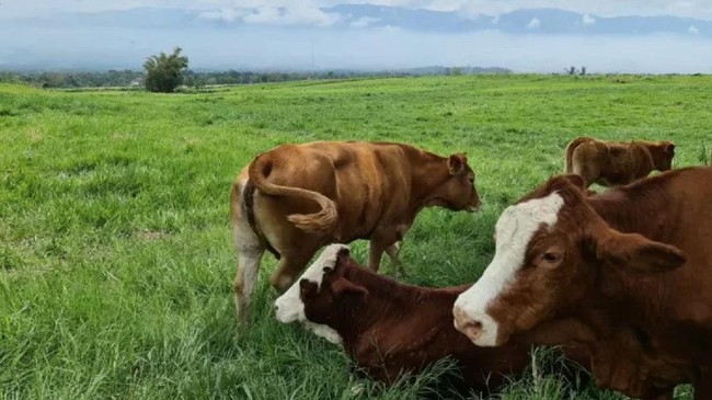 Dinas Peternakan dan Kesehatan Hewan Provinsi Riau mencatat setidaknya 243 ekor sapi terpapar penyakit Lumpy Skin Desease (LSD). Tiga ekor di antaranya mati.