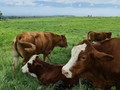 Sapi Menyumbang Pemanasan Global