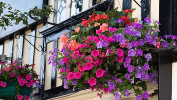 TANAMAN HIAS GANTUNG COLORFUL: BEGONIA
