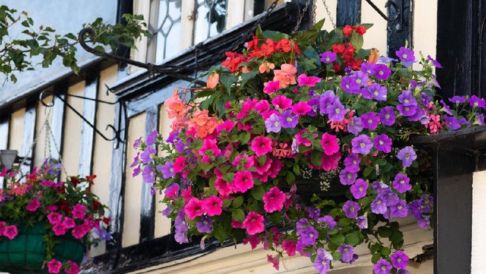 Beautiful mixture of various vibrant colored flowers in a hanging baskets on a house wall. Red and orange begonias, pink and purple petunias and pinkish geranium.