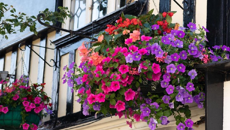 Begonia Beautiful mixture of various vibrant colored flowers in a hanging baskets on a house wall. Red and orange begonias, pink and purple petunias and pinkish geranium.