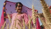FOTO: Bhangra, Tarian Rakyat India Sambut Panen Raya Kaum Sikh menampilkan tarian tradisional rakyat Punjab, Bhangra, jelang panen raya Baisakhi yang menandakan awal tahun baru.
