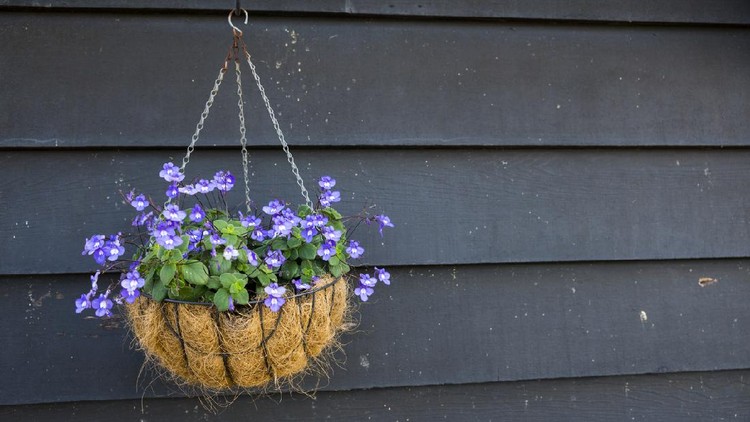 vintage garden scenery with purple flowers in pot