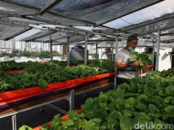 Hal yang Harus Dipersiapkan Saat Mulai Menanam di Atap Rumah