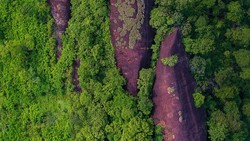 Penampakan 3 Paus Raksasa yang 'Renang' di Hutan Thailand