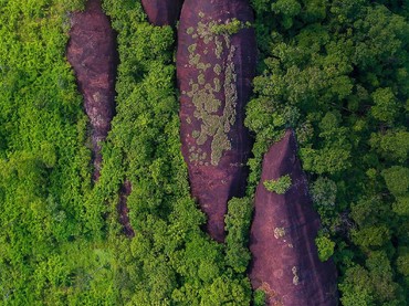 Penampakan 3 Paus Raksasa yang 'Renang' di Hutan Thailand