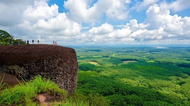 Begini Nasib Tiga 'Paus' Raksasa Berusia 75 Tahun di Hutan Thailand